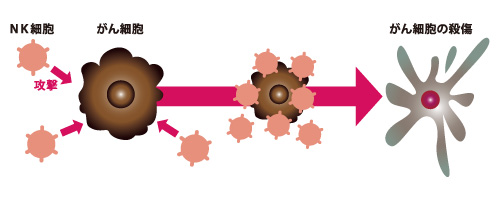 NK(ナチュラル・キラー)細胞